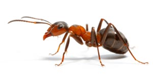 Cockroach Control Services