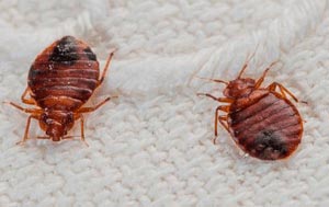 Cockroach Control Services