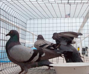 Birds Control Services