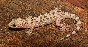 Lizard Control Services