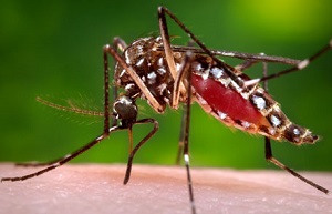 Mosquitoes Control Services