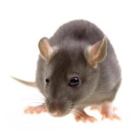 Rat Control Services