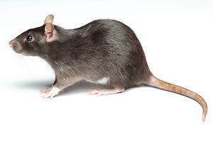 Rat Control Services