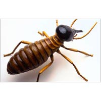Termite Control Services