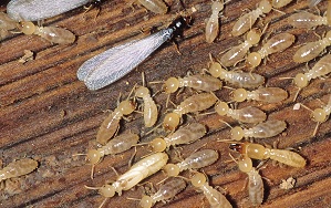 Termite Control Services